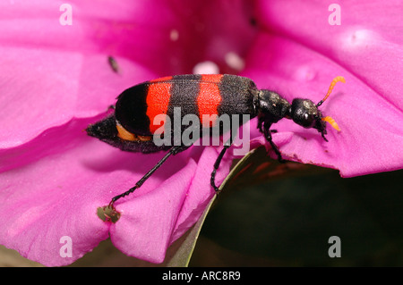 Blister beetle (Mylabris sp : Meloidae), a warningly coloured species ...