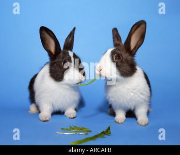 two 2 nice rabbits nibbling on a grass blade stalk  humour joke fun funny cute blue background studio shot copyspace space for t Stock Photo