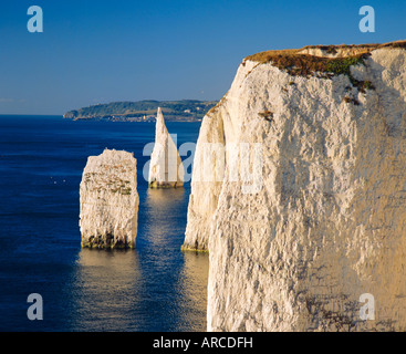 Handfast Point, Clifftop view showing the Pinnacles, early morning, Studland, Dorset, England Stock Photo