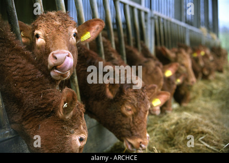 A HERD OF SOUTH DEVON CATTLE AT WELLS FOLLY FARM NEAR MORETON IN MARSH GLOUCESTERSHIRE UK Stock Photo
