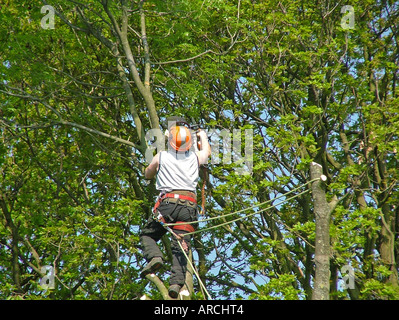 Tree surgeon at work, reducing/removing very tall trees Stock Photo