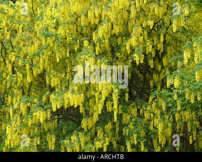 Close up of dense flowers on laburnum tree in full flower (Leguminosae) Stock Photo