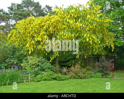 Laburnum tree in full flower (Leguminosae) Stock Photo