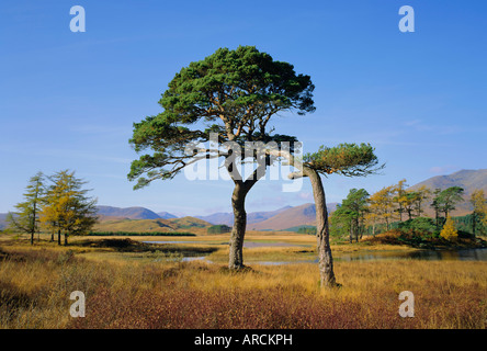 Scots Pine Trees, Loch Tulla, Strathclyde, Scotland, UK, Europe Stock Photo