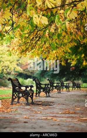 Wrought iron seats underneath chestnut trees in Autumn in Cannon Hill Park in Birmingham UK Stock Photo
