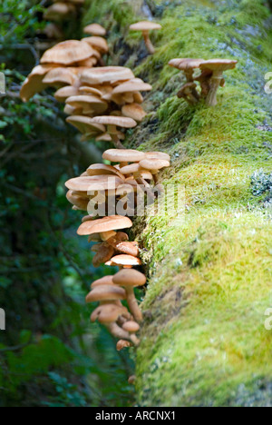 Fungus growing on the side of a fallen dead tree Stock Photo - Alamy