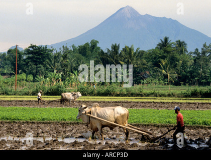 Java Javanese rice paddy field harvest cow Bromo Vulcan plowing Stock Photo