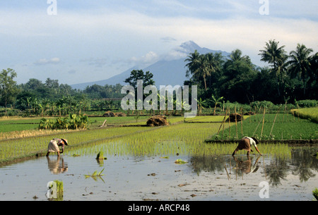 Java Javanese rice paddy field harvest women vulcan bromo Stock Photo