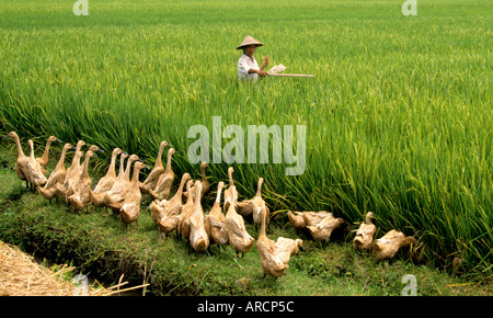 Java Javanese rice paddy field harvest women ducks Stock Photo