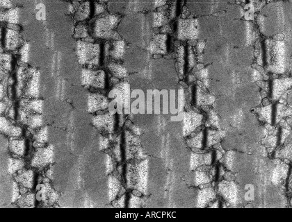 Transmission electron micrograph of a thin longitudinal section cut through an area of human skeletal muscle tissue Stock Photo