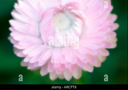 Pink Strawflower Stock Photo