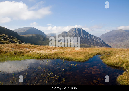 Bogbean, Snowdonia National Park, Ogwen, Conwy, Wales, UK Stock Photo