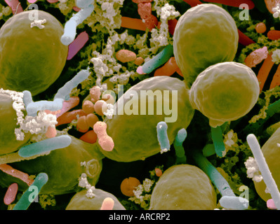 A scanning electron micrograph (SEM) showing microorganisms in sauerkraut. Stock Photo