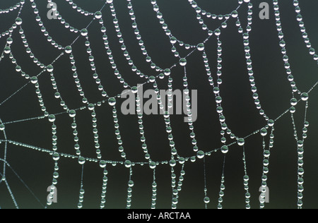 Dew Drops On Orb Spiders Web Stock Photo