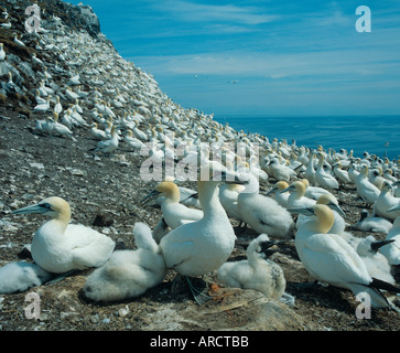 Gannet Sula bassana colony at the Bass Rock Scotland UK largest breeding colony Stock Photo