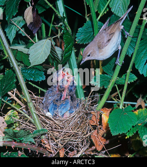 Garden Warbler Sylvia borin Feeding Young Stock Photo