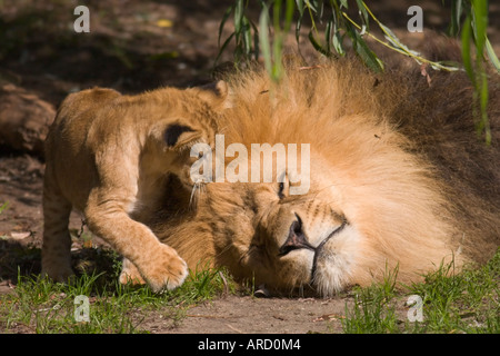 A 12 weeks old male lion cub (panthera leo) playing with its father in the Muenster zoo. Stock Photo