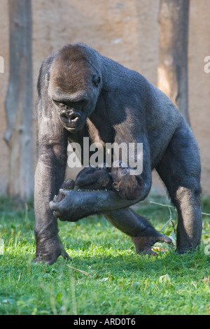 A nine weeks old gorilla baby (gorilla gorilla) is being held by