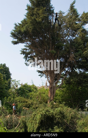 Felling garden trees to clear a single housing plot for building on part of an old garden in the Scottish Borders UK Stock Photo