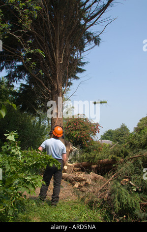 Felling garden trees to clear a single housing plot for building on part of an old garden in the Scottish Borders UK Stock Photo