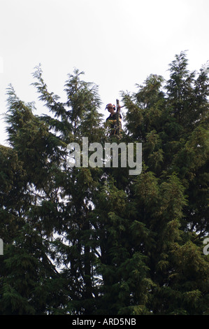 Felling garden trees to clear a single housing plot for building on part of an old garden in the Scottish Borders UK Stock Photo