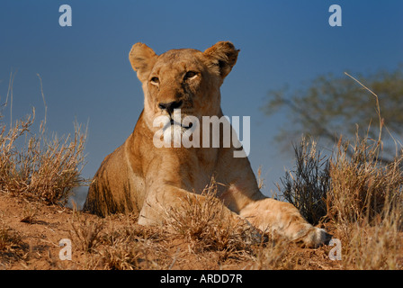 African lioness on mound Stock Photo