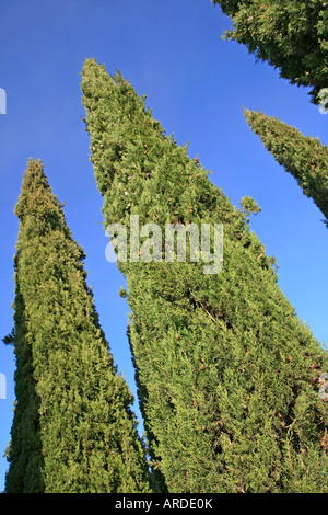 Cypress Cupressus sempervirens Stock Photo