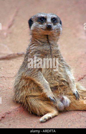 Lounging Meerkat Stock Photo