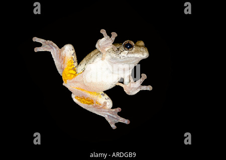 Northern Gray Treefrog tree frog Hyla versicolor perched on a window at night. Stock Photo