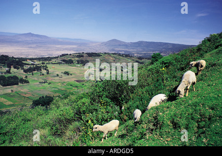 Sheep grazing on the edge of the Great Rift Valley near Limuru Kenya East Africa Stock Photo