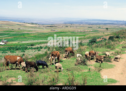 Cattle and sheep grazing on the edge of the Great Rift Valley near Limuru Kenya East Africa Stock Photo