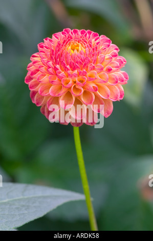 Dahlia Will's Ringwood Rosie Stock Photo