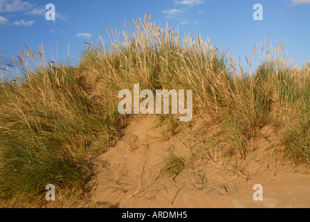 Marram Grass Ammophila arenaria growing on the sand dunes at Camber Sands with a blue evening sky Stock Photo