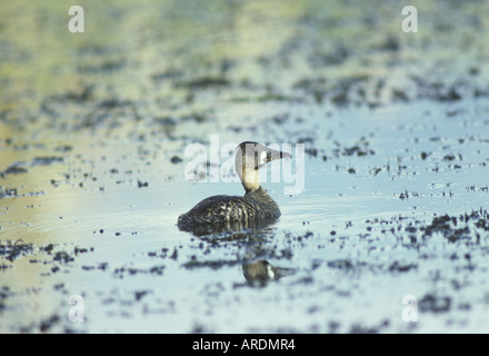 White backed Duck Thalassornis leuconotus On water Stock Photo