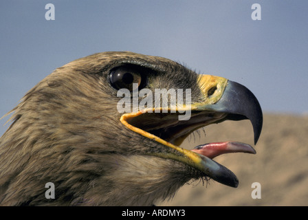 Steppe Eagle Aquila rapax nipalensis Close up of head showing tongue Stock Photo