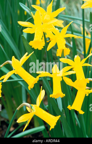 Narcissus Peeping Tom March Stock Photo