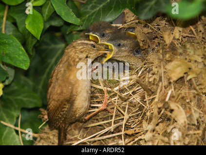 A wren feeds a pair of baby chicks with gaping beaks and heads straining out of nest in an English garden England Stock Photo