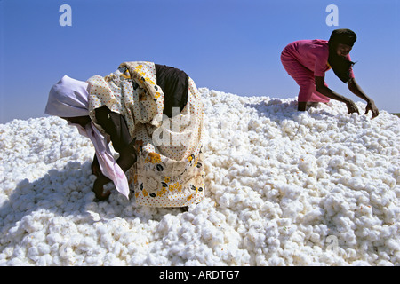 Women cheking cotton during harvest Stock Photo