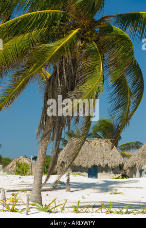 Palm Trees and Wooden Thatched Roof Cabana Huts on the Beach Front Tulum Quintana Roo Mexico 2007 NR Stock Photo