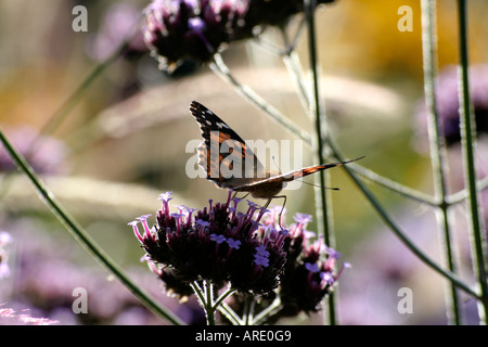 A Painted Lady butterfly Vanessa cardui and late September early morning sunshine on Verbena bonariensis in Holbrook Garden Stock Photo