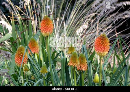 Kniphofia rooperi provides colour during late September and October in Holbrook Garden Devon Stock Photo