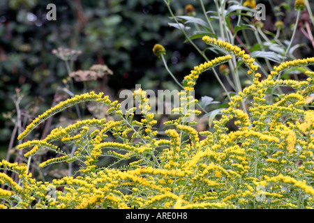 Solidago rugosa Fireworks lives up to its name in late September and October Stock Photo