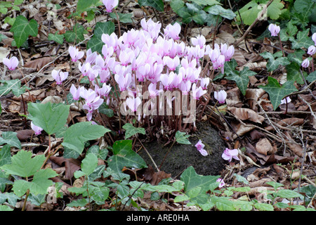 Cyclamen cilicium growing in part shade and blooming during late September in Holbrook garden Devon Note the large tuber Stock Photo