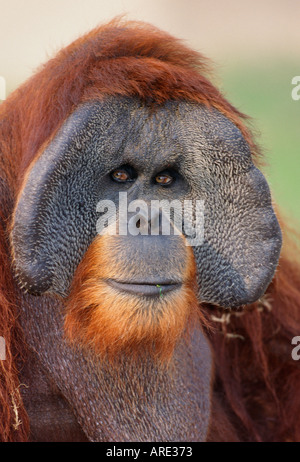 Portrait of male Sumatran orangutan.-Note-Captive subject Stock Photo