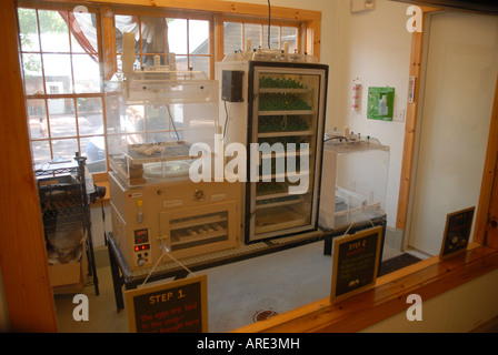 Egg incubator in a farm exhibit of the Franklin Park Zoo Boston Massachusetts (MA) United States of America (USA) Stock Photo