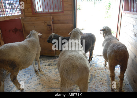 Sheep in the barn.  Petting Zoo Franklin Park Zoo Boston Massachusetts (MA) United States of America (USA) Stock Photo