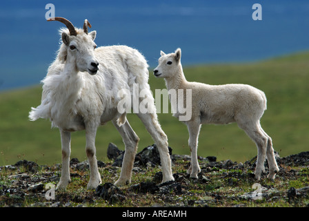 Dall sheep with lamb, Ovis dalli, Demali ational Park, Alaska Stock Photo