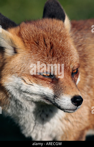 Red Fox Vulpes vulpes close up of head Stock Photo