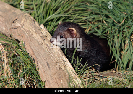 Polecat, Mustela putorius Stock Photo - Alamy