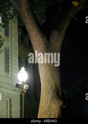 A solitary tree outside the Smithsonian Institute in Washington DC Stock Photo